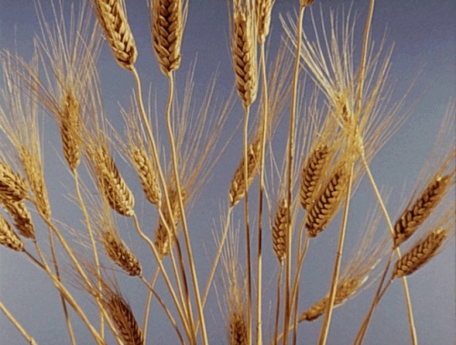 Soia e cereali: quotazioni sull'otto volante